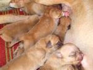 PUIUTI  DOG DE BORDEAUX
