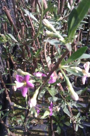 Arbusti goji in floare 2 ani