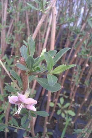 Arbusti goji in floare 2 ani