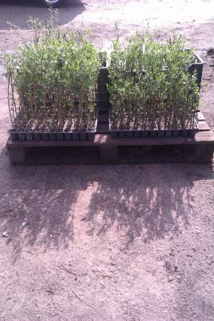 Arbusti goji in floare 2 ani