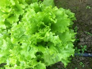 Vand salata verde