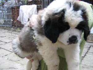 Pui SAINT BERNARD DE VANZARE de talie foarte mare