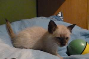 ragdoll