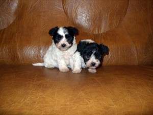 vand puisori bichon havanese