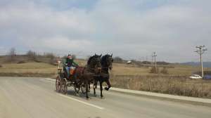 cai rasa gederlander