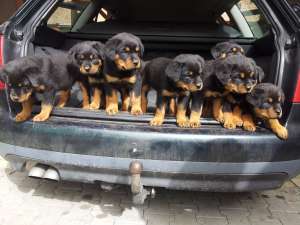 Pui Rottweiler din parinti cu Pedigree - Talie Mare