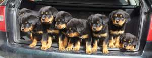 Pui Rottweiler din parinti cu Pedigree - Talie Mare