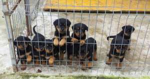 Pui Rottweiler din parinti cu Pedigree - Talie Mare