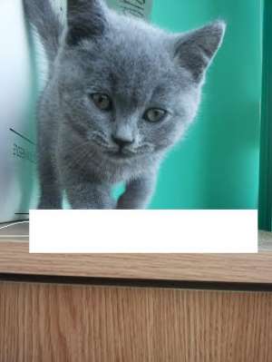 British Shorthair de vanzare