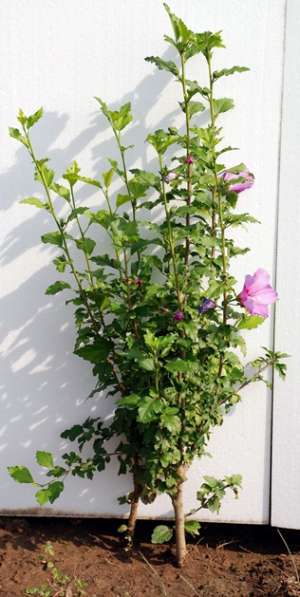 Vand  hibiscus   syriacus