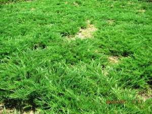 Vand  ienupar  (juniperus)  toate  soiurile
