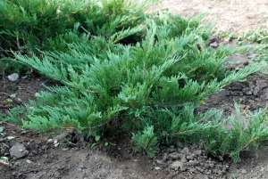 Vand  ienupar  (juniperus)  toate  soiurile