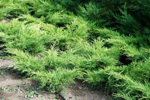 Vand  ienupar  (juniperus)  toate  soiurile
