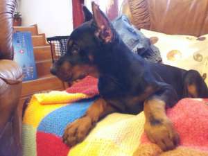vand pui dobermann