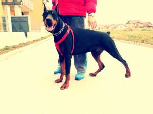 vand pui dobermann