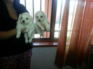 PUI BICHON MALTESE toy-albi,      6 saptamani