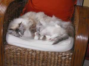 Ragdoll blue point