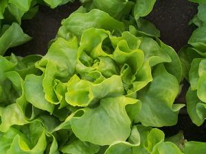 Salată verde si  usturi verde