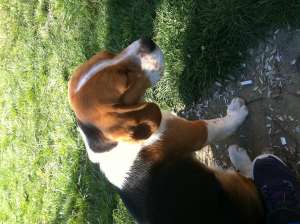 Gasit Beagle mascul