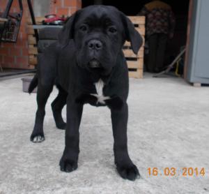 Vand catei CANE CORSO