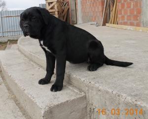 Vand catei CANE CORSO