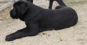 Vand catei CANE CORSO