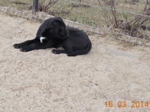 Vand catei CANE CORSO