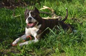 Ofer mascul amstaff de 5 ani jumate!