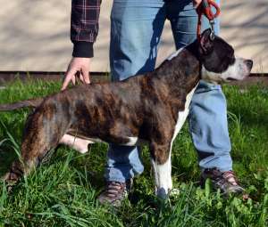 Ofer mascul amstaff de 5 ani jumate!