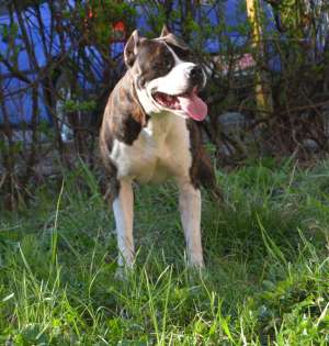 Ofer mascul amstaff de 5 ani jumate!