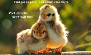 pui de gaina