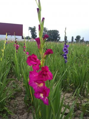 gladiole