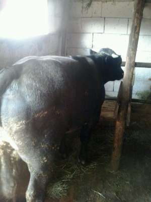 Vand taurasi carne