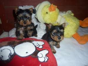 vnnd catei yorki toy