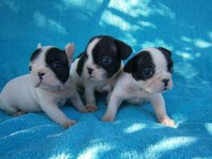 bulldog francez pui