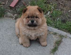 chow chow pui
