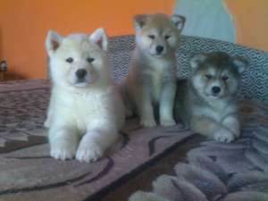 akita inu pui de vanzare