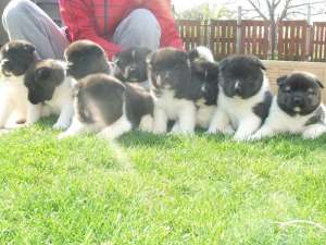 akita american catei de vanzare