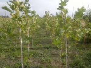 vand arbori, arbusti si plante ornamentale