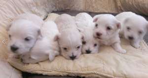 Bichon Maltez Brasov