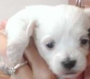 Bichon Maltez Brasov