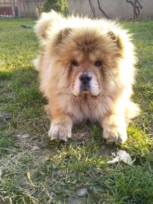 Ofer mascul Chow Chow pentru monta
