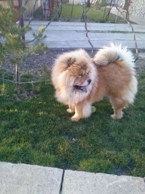 Ofer mascul Chow Chow pentru monta