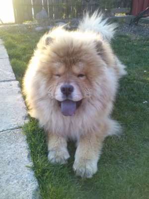 Ofer mascul Chow Chow pentru monta