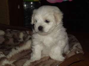 vand bichoni maltese