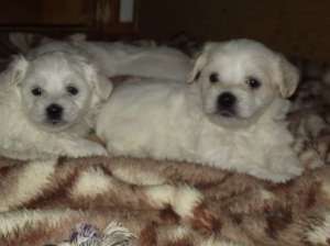 vand bichoni maltese