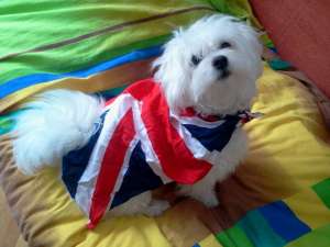 vand bichoni maltese
