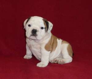 Canisa del Samba vinde pui de BULLDOG ENGLEZ