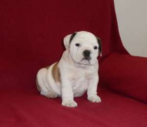 Canisa del Samba vinde pui de BULLDOG ENGLEZ