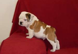 Canisa del Samba vinde pui de BULLDOG ENGLEZ